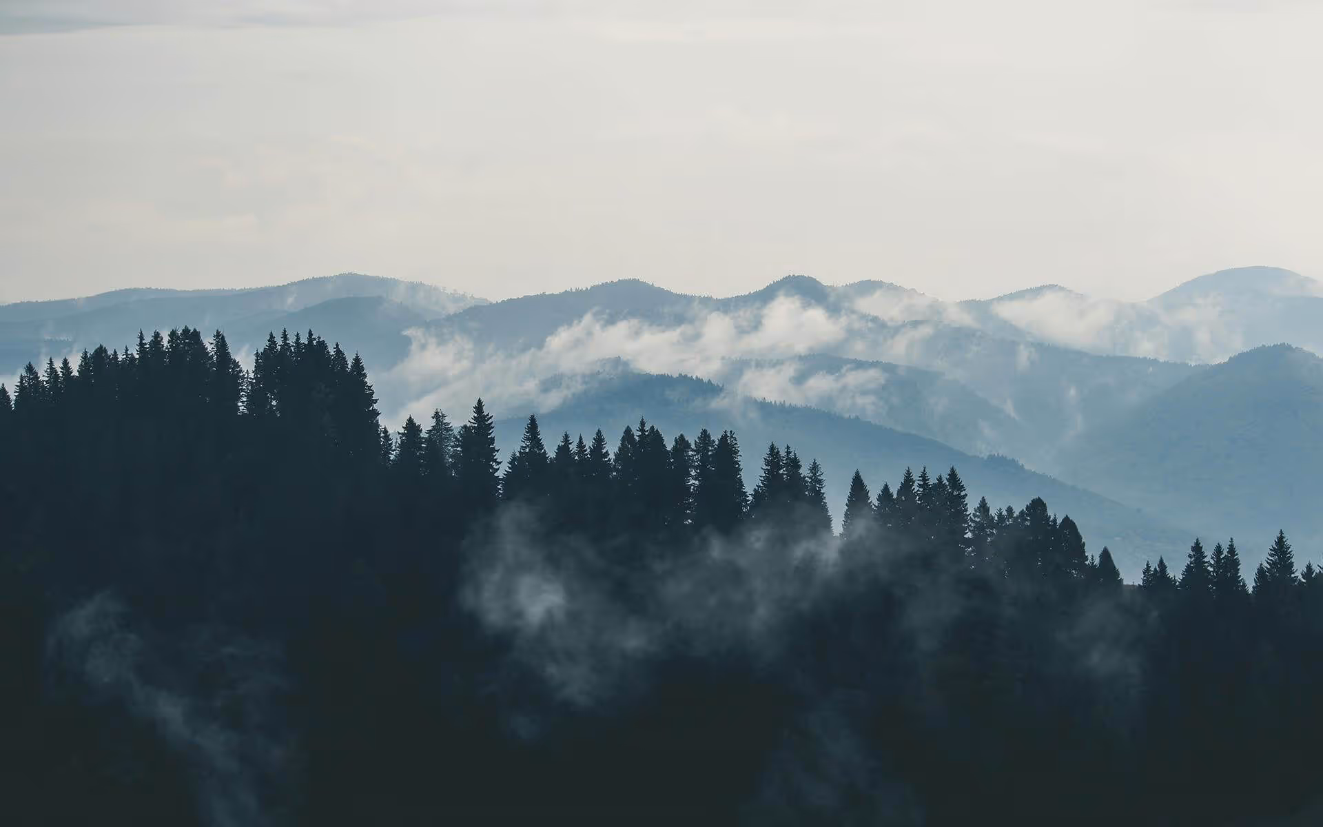 Beautiful mountains with forest